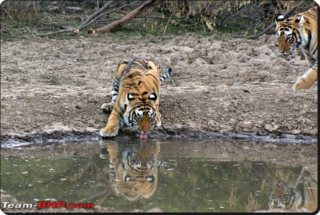 Ranthambhore : Water Hole Animal Census, tigers, forts and more....-dsc08961.jpg