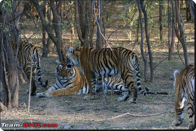 Ranthambhore : Water Hole Animal Census, tigers, forts and more....-dsc08966.jpg