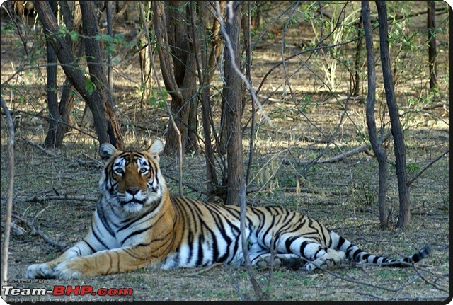 Ranthambhore : Water Hole Animal Census, tigers, forts and more....-dsc08967.jpg
