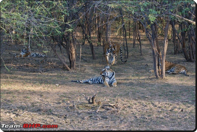 Ranthambhore : Water Hole Animal Census, tigers, forts and more....-dsc08977.jpg