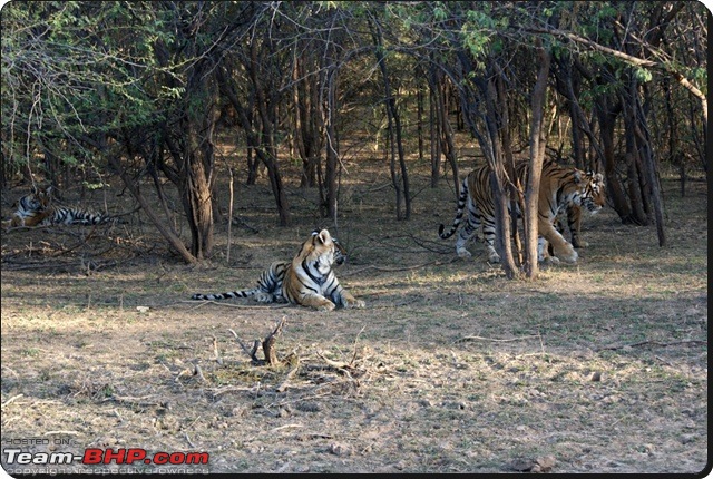 Ranthambhore : Water Hole Animal Census, tigers, forts and more....-dsc08979.jpg