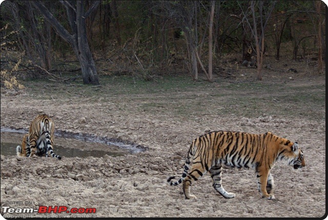 Ranthambhore : Water Hole Animal Census, tigers, forts and more....-dsc08992.jpg