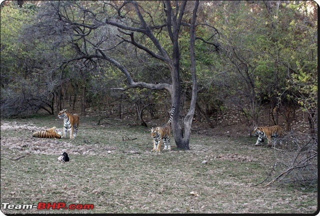 Ranthambhore : Water Hole Animal Census, tigers, forts and more....-dsc09001.jpg