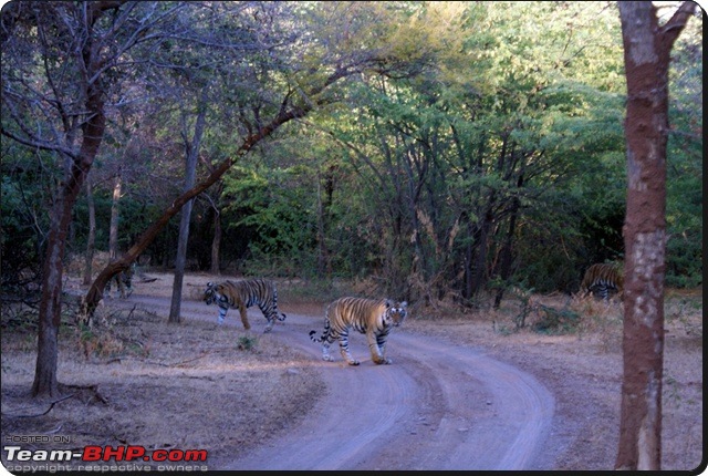 Ranthambhore : Water Hole Animal Census, tigers, forts and more....-dsc09051.jpg