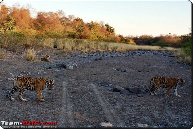 Ranthambhore : Water Hole Animal Census, tigers, forts and more....-dsc09068.jpg