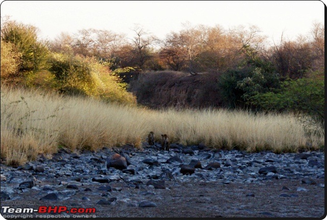 Ranthambhore : Water Hole Animal Census, tigers, forts and more....-dsc09075.jpg