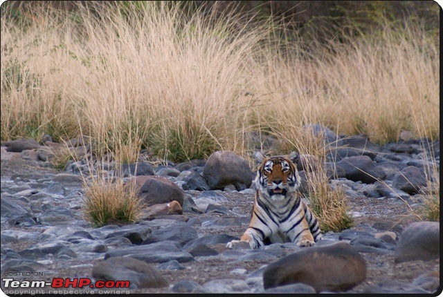 Ranthambhore : Water Hole Animal Census, tigers, forts and more....-dsc09081.jpg