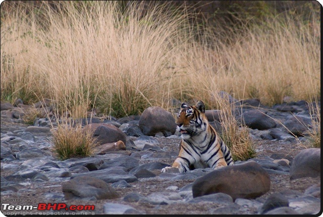 Ranthambhore : Water Hole Animal Census, tigers, forts and more....-dsc09082.jpg