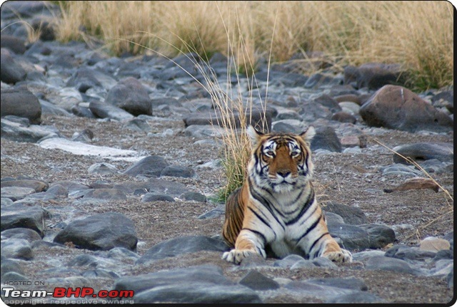 Ranthambhore : Water Hole Animal Census, tigers, forts and more....-dsc09084.jpg