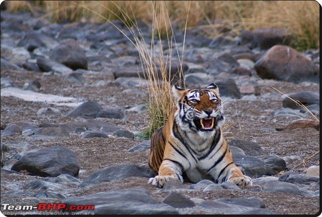 Ranthambhore : Water Hole Animal Census, tigers, forts and more....-dsc09085.jpg