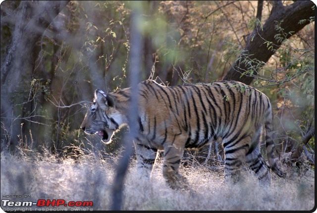 Ranthambhore : Water Hole Animal Census, tigers, forts and more....-dsc09091.jpg