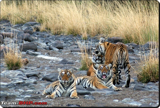 Ranthambhore : Water Hole Animal Census, tigers, forts and more....-dsc09101.jpg