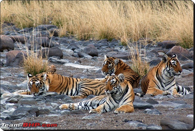 Ranthambhore : Water Hole Animal Census, tigers, forts and more....-dsc09118.jpg