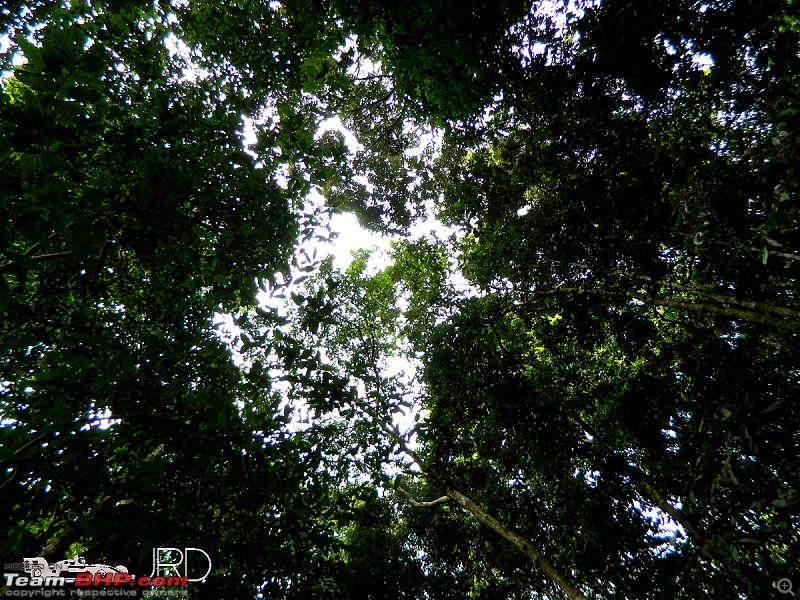 A trip to Dehing Patkai Rain Forest, Dibrugarh (Assam)-dscn4633.jpg