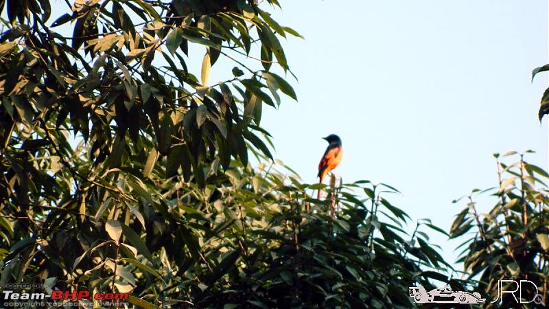 A trip to Dehing Patkai Rain Forest, Dibrugarh (Assam)-birds2.jpg