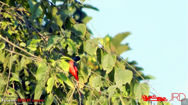 A trip to Dehing Patkai Rain Forest, Dibrugarh (Assam)-birds3.jpg