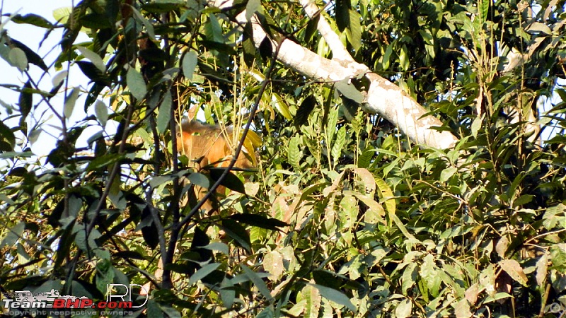 A trip to Dehing Patkai Rain Forest, Dibrugarh (Assam)-capd_langur1.jpg