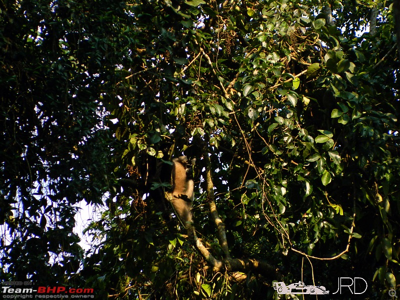 A trip to Dehing Patkai Rain Forest, Dibrugarh (Assam)-gibon1.jpg