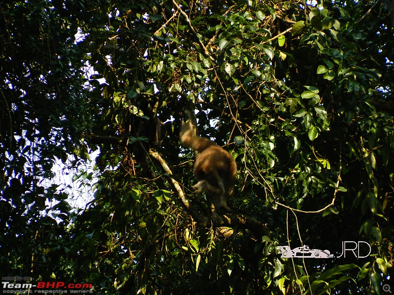 A trip to Dehing Patkai Rain Forest, Dibrugarh (Assam)-gibon2.jpg