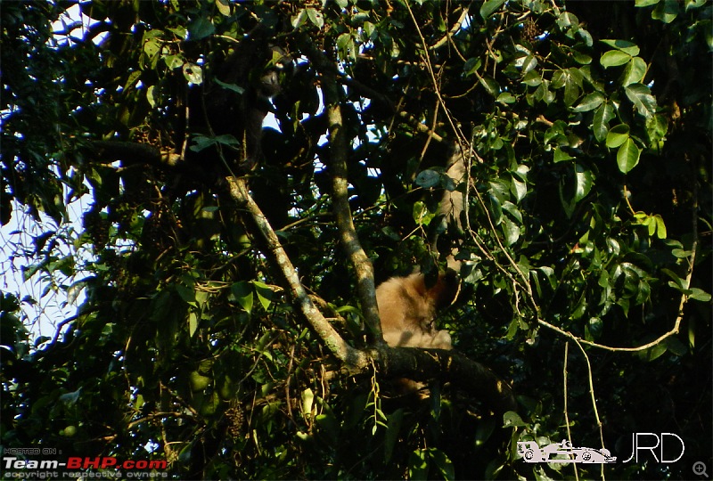 A trip to Dehing Patkai Rain Forest, Dibrugarh (Assam)-gibon4.jpg