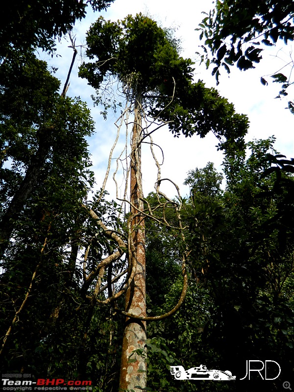A trip to Dehing Patkai Rain Forest, Dibrugarh (Assam)-jr16.jpg