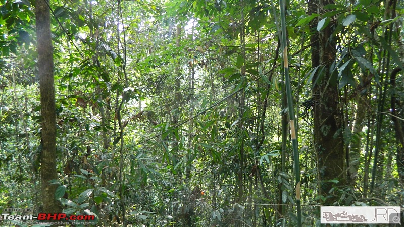 A trip to Dehing Patkai Rain Forest, Dibrugarh (Assam)-jrd1006.jpg