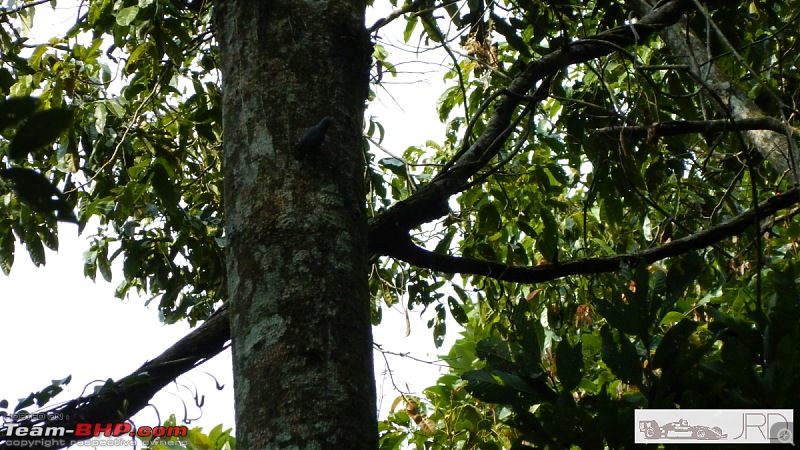 A trip to Dehing Patkai Rain Forest, Dibrugarh (Assam)-jrd1010.jpg