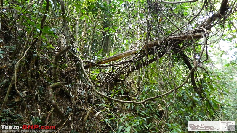 A trip to Dehing Patkai Rain Forest, Dibrugarh (Assam)-jrd1016.jpg