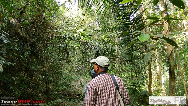 A trip to Dehing Patkai Rain Forest, Dibrugarh (Assam)-jrd1017.jpg