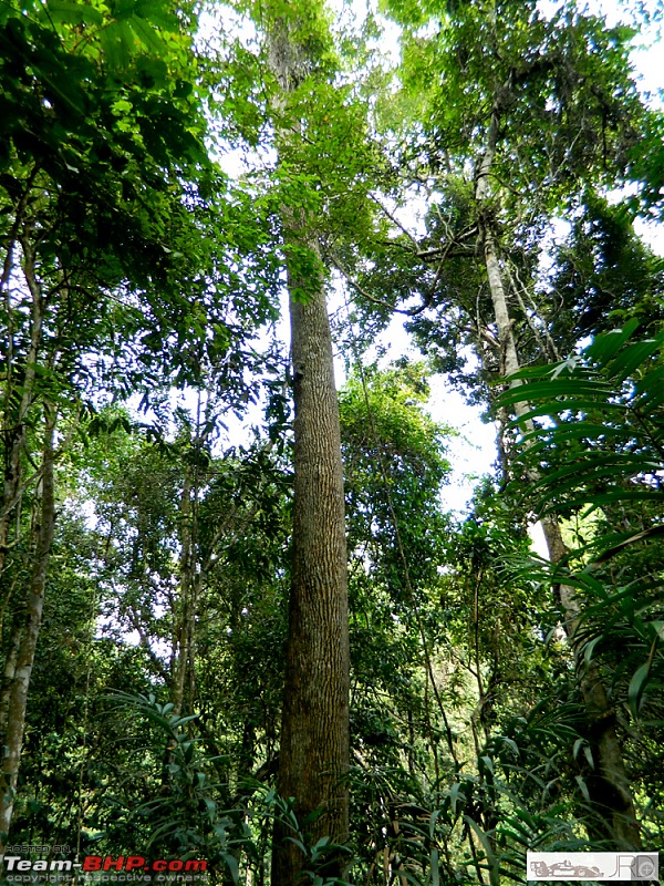 A trip to Dehing Patkai Rain Forest, Dibrugarh (Assam)-jrd1020.jpg