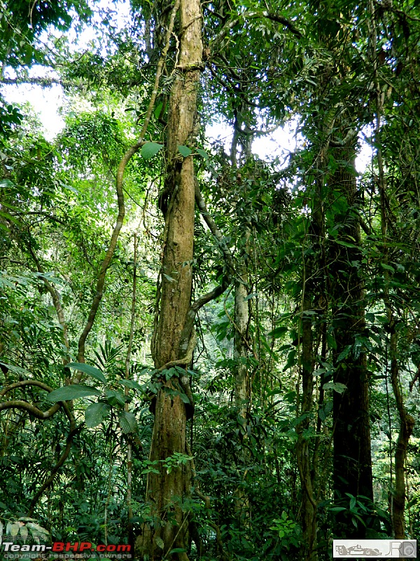 A trip to Dehing Patkai Rain Forest, Dibrugarh (Assam)-jrd1024.jpg