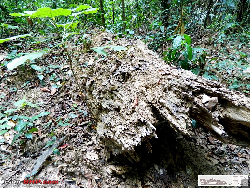 A trip to Dehing Patkai Rain Forest, Dibrugarh (Assam)-jrd1032.jpg