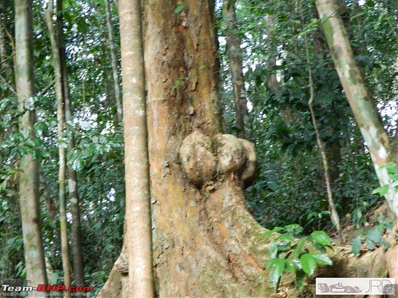 A trip to Dehing Patkai Rain Forest, Dibrugarh (Assam)-jrd1037.jpg