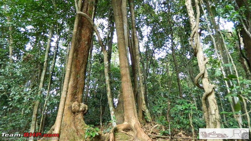 A trip to Dehing Patkai Rain Forest, Dibrugarh (Assam)-jrd1039.jpg