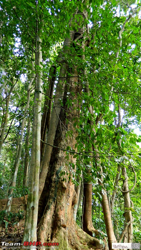A trip to Dehing Patkai Rain Forest, Dibrugarh (Assam)-jrd1041.jpg