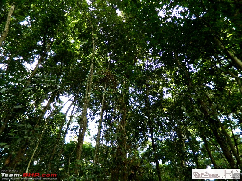 A trip to Dehing Patkai Rain Forest, Dibrugarh (Assam)-jrd1042.jpg