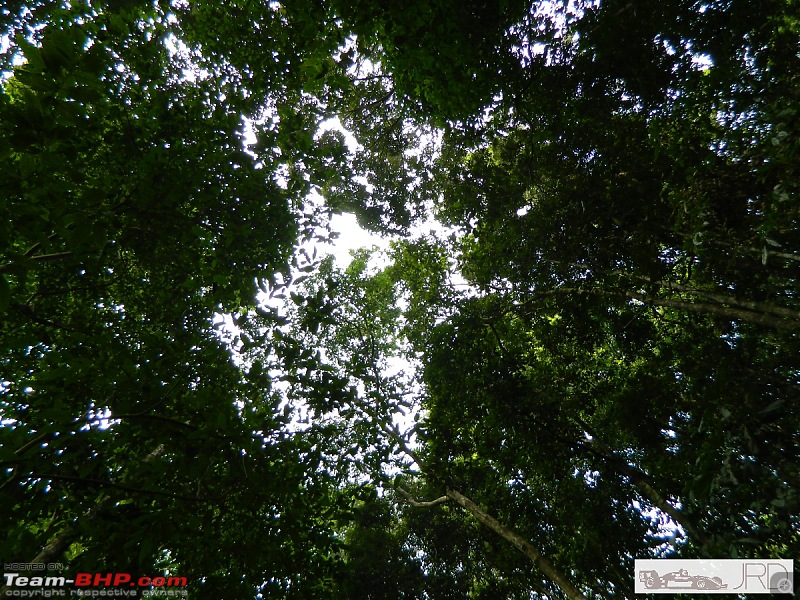 A trip to Dehing Patkai Rain Forest, Dibrugarh (Assam)-jrd1043.jpg