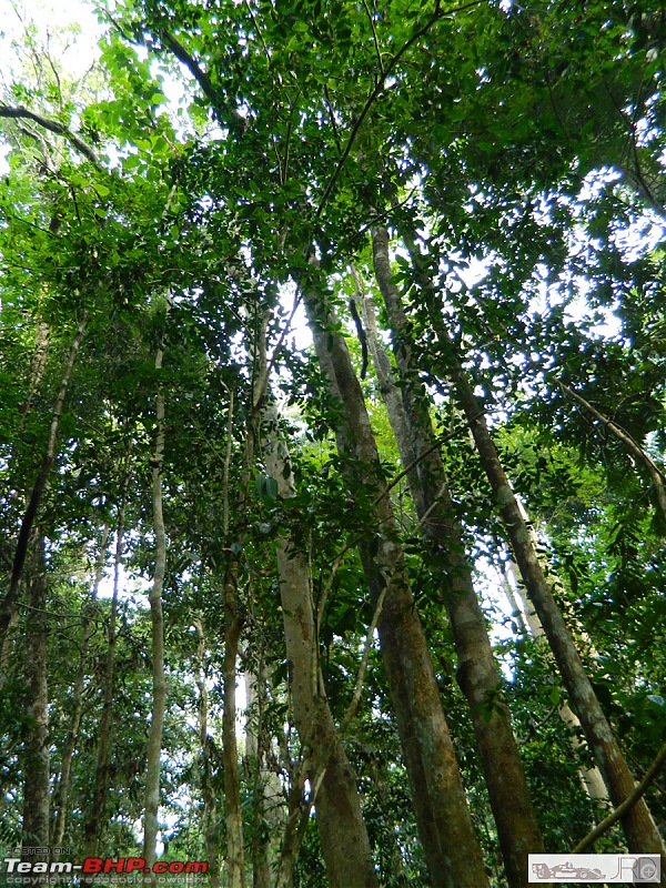 A trip to Dehing Patkai Rain Forest, Dibrugarh (Assam)-jrd1050.jpg