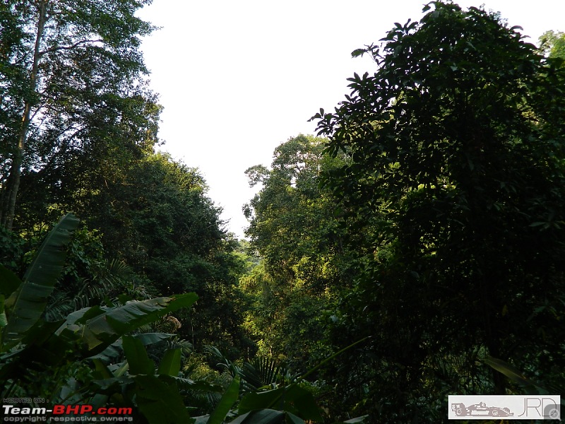 A trip to Dehing Patkai Rain Forest, Dibrugarh (Assam)-jrd1069.jpg