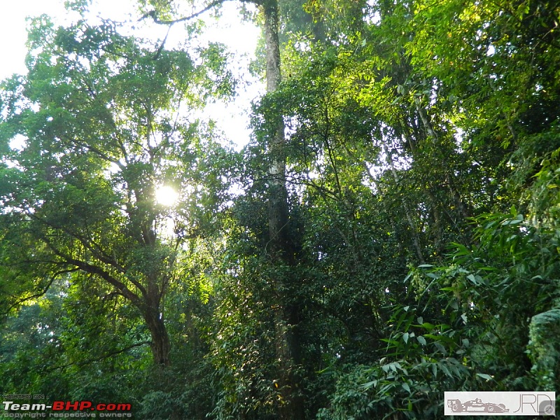 A trip to Dehing Patkai Rain Forest, Dibrugarh (Assam)-jrd1071.jpg