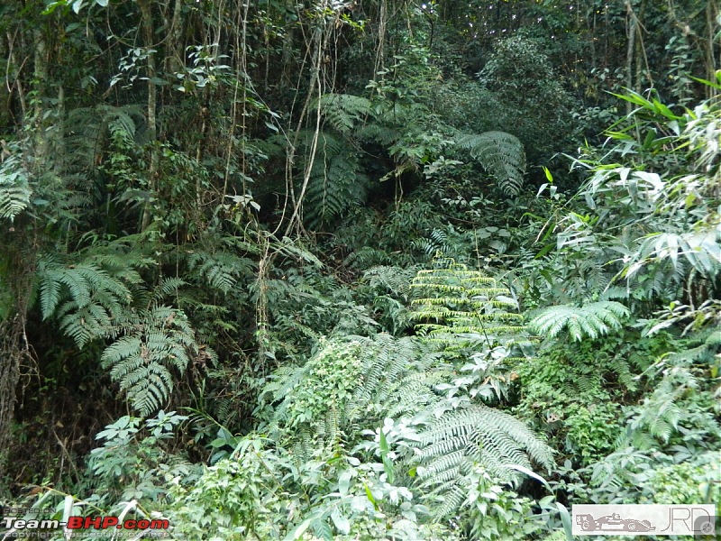 A trip to Dehing Patkai Rain Forest, Dibrugarh (Assam)-jrd1072.jpg