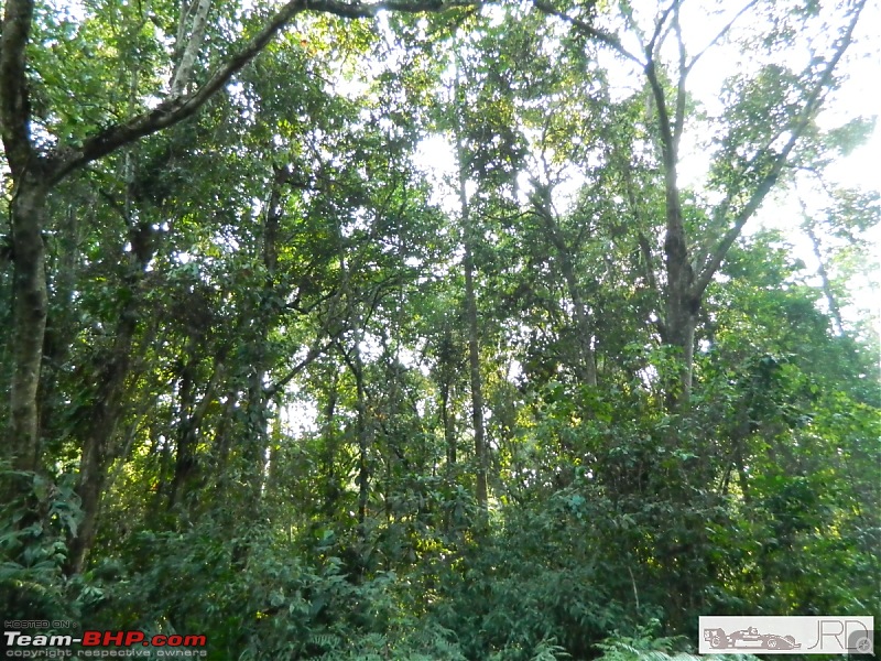 A trip to Dehing Patkai Rain Forest, Dibrugarh (Assam)-jrd1114.jpg