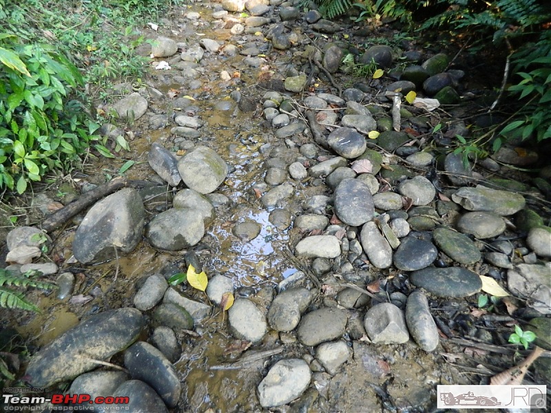 A trip to Dehing Patkai Rain Forest, Dibrugarh (Assam)-14.jpg