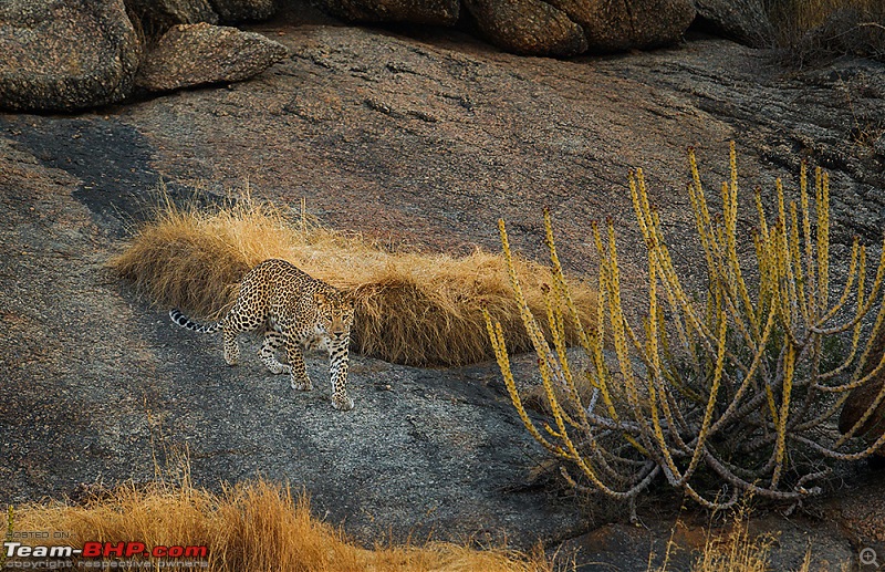 Leopards from Bera & Tigers from Tadoba : A Photologue-_m1d5117rs.jpg