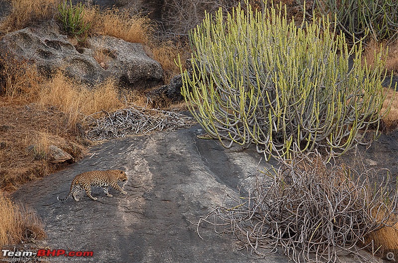 Leopards from Bera & Tigers from Tadoba : A Photologue-_dsm4677v1rs.jpg