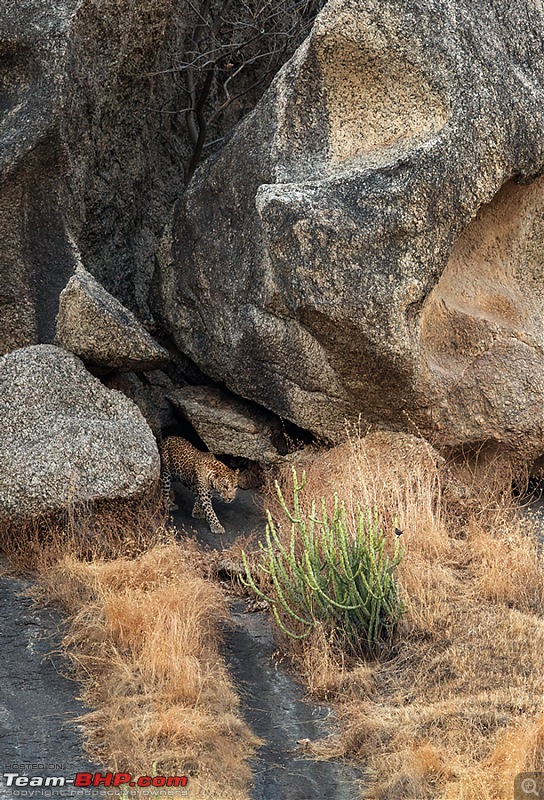 Leopards from Bera & Tigers from Tadoba : A Photologue-_dsm4698rs.jpg