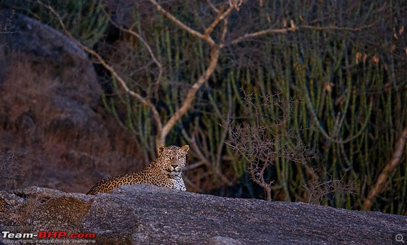 Leopards from Bera & Tigers from Tadoba : A Photologue-_dsm4788rs.jpg