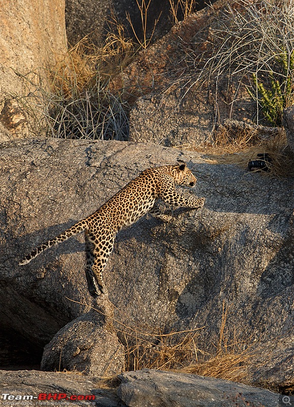 Leopards from Bera & Tigers from Tadoba : A Photologue-_dsm5482.jpg