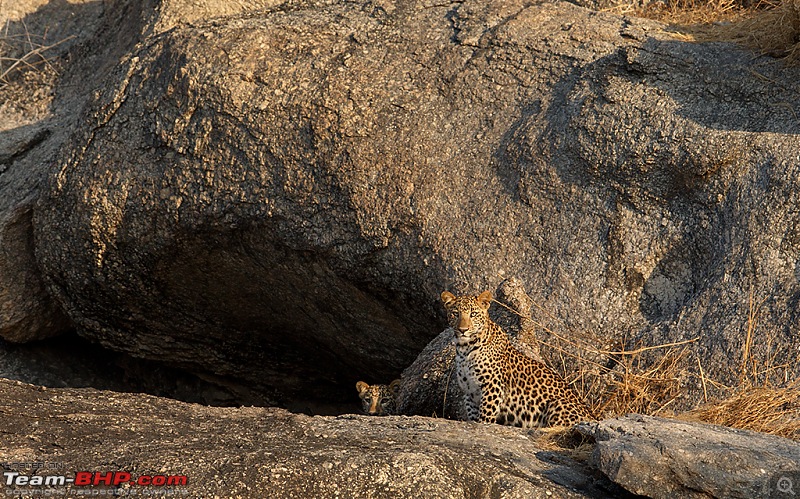 Leopards from Bera & Tigers from Tadoba : A Photologue-_dsm5513.jpg