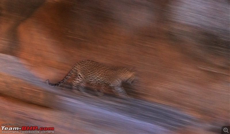 Leopards from Bera & Tigers from Tadoba : A Photologue-_dsm4999.jpg